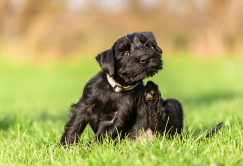 A Schnauer puppy sitting on grass scratching themselves