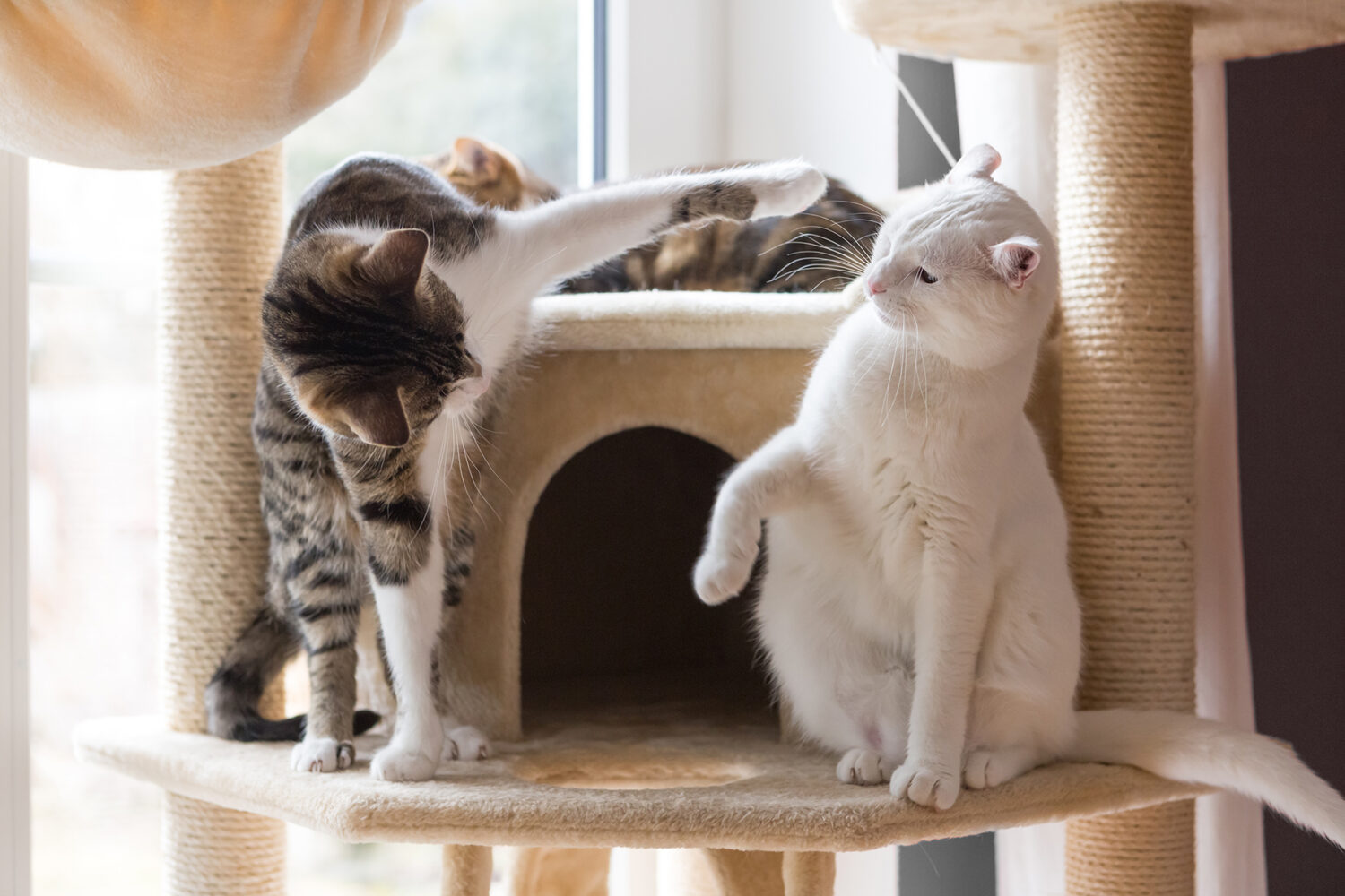 cats playing