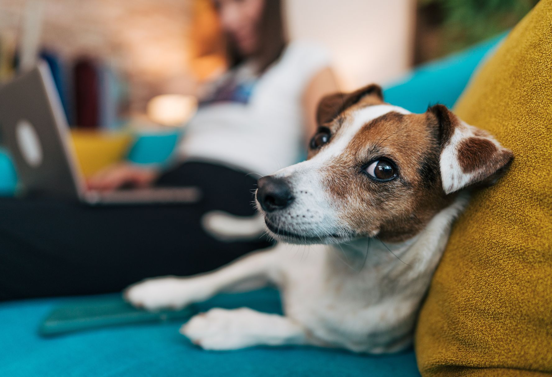 When your dog's 'bad' behavior is actually their body chemistry