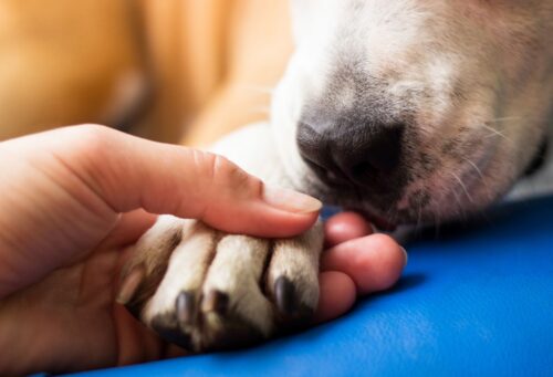 hand holding dog paw