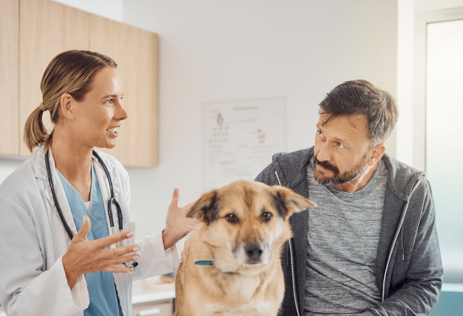 vet staff caring for dog with owner nearby