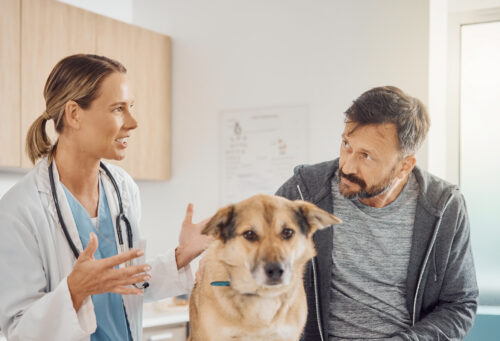 vet staff caring for dog with owner nearby