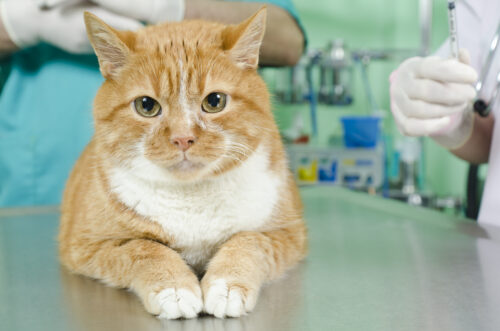Lovely orange cat waiting for treatment at the vet