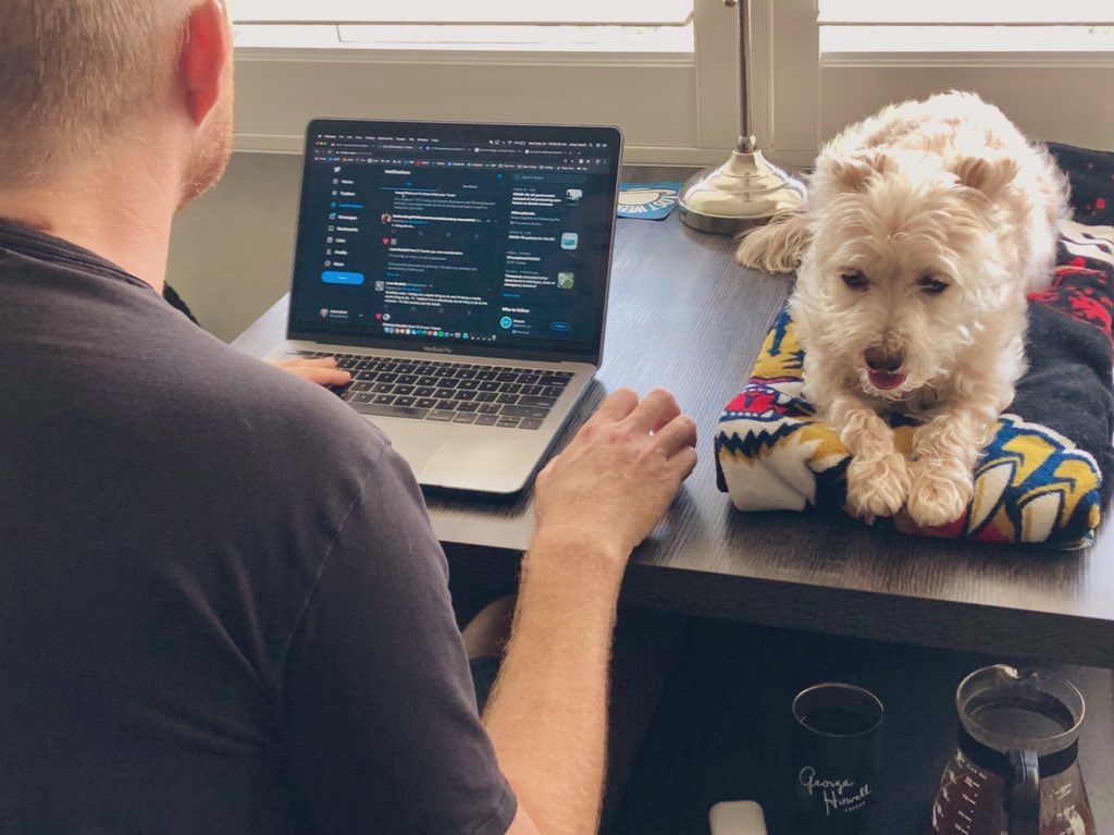 Small white dog on desk