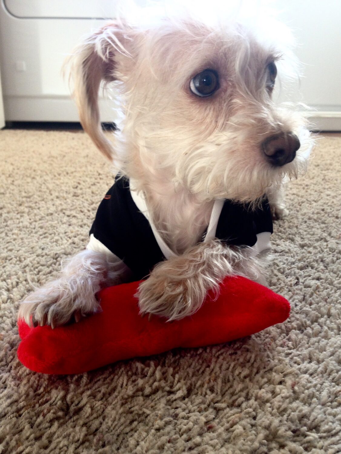 Small white dog plays with red toy