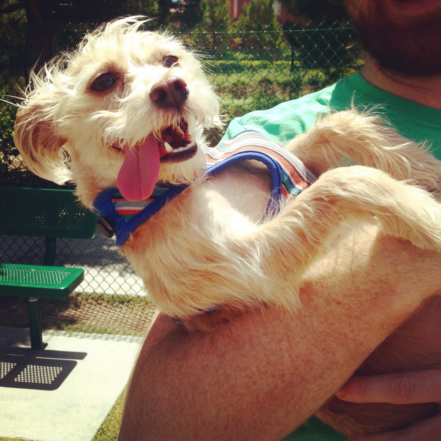 Small white dog held in man's arms