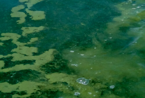 image of lake with algae