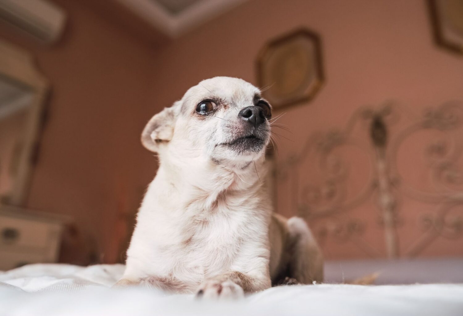 White chihuahua looking suspicious