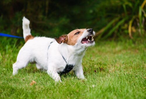 barking Jack Russell Terrier on leash outside