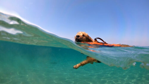 Dog in lifejacket swimming in the ocean
