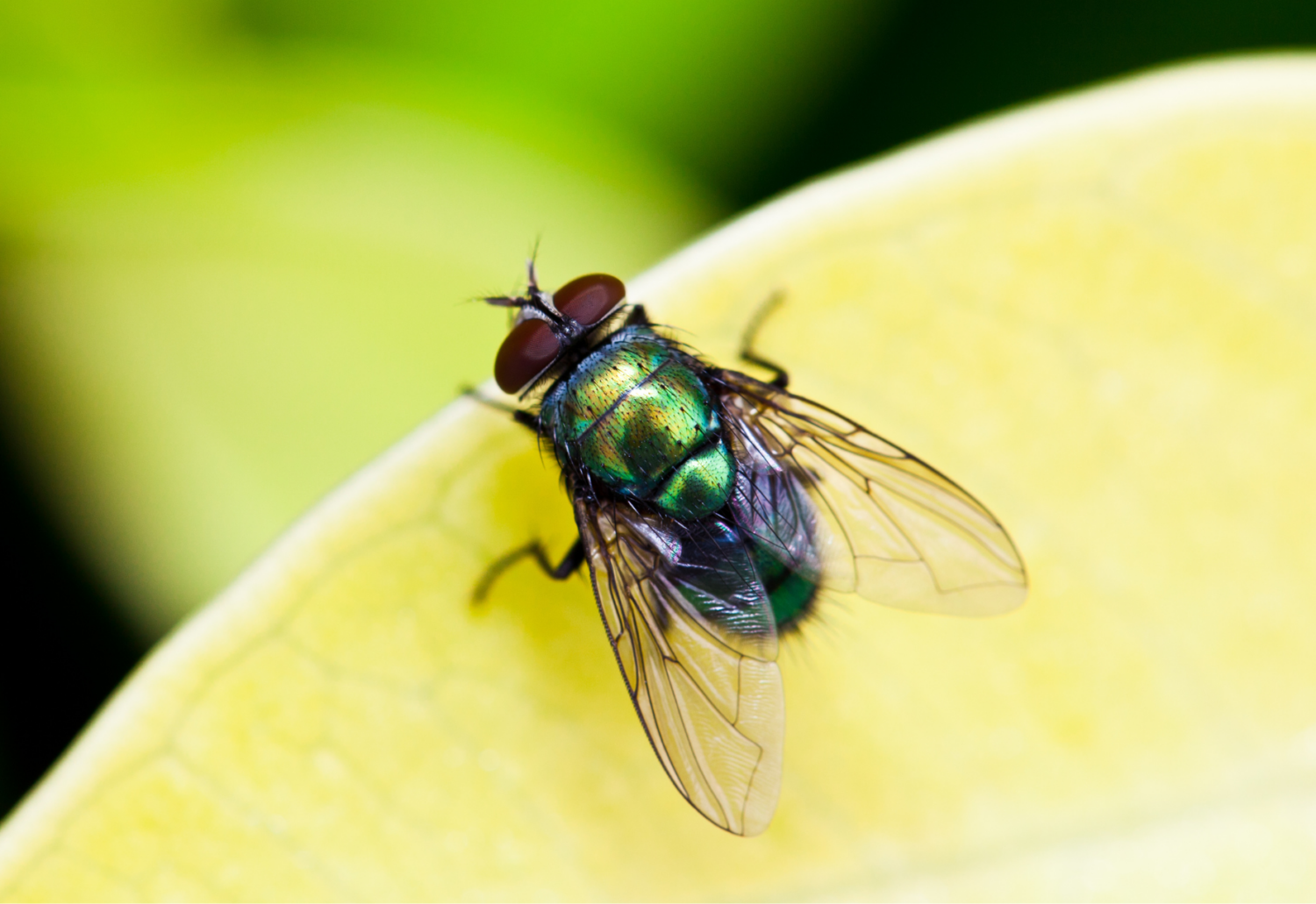A house fly sits on a yellow leaf