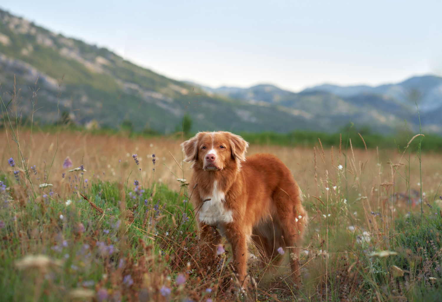 A Nova Scotia Duck Tolling Retriever standing in a field of wildflowers with mountains in the background