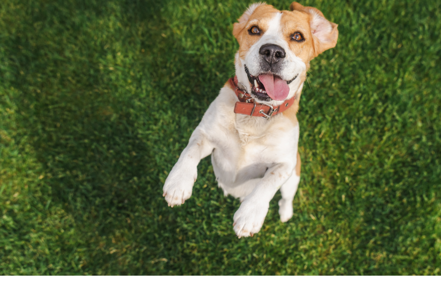 A beagle jumping up from the ground covered in grass