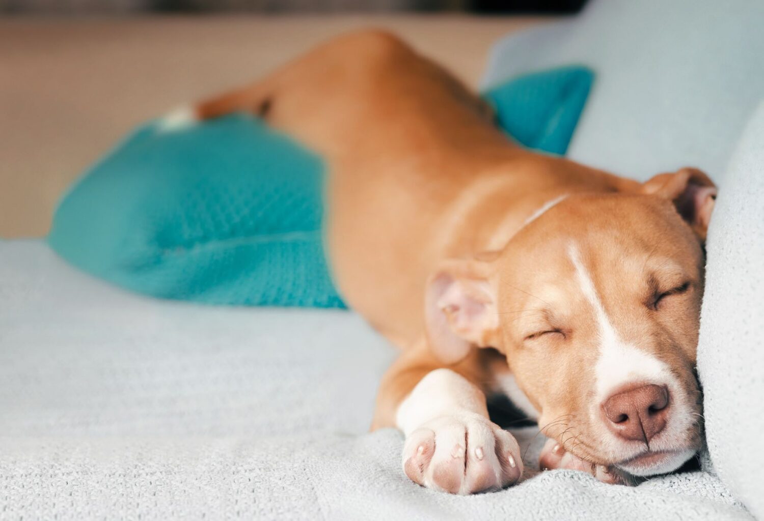 sleeping pitbull puppy